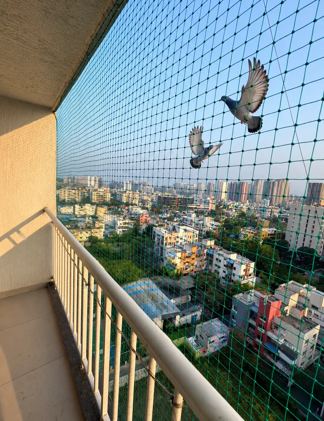Pigeons kept outside a pigeon safety net on a high-rise balcony